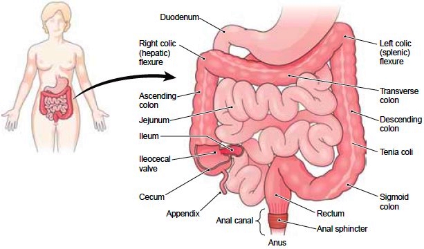 What does the colon do in the human body?